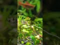 Puffer fish how to eat spaghetti aquakappa  falcon aquarium services