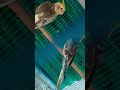 #cockatiel singing #pearl cockatiel #exotic bird