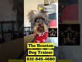 Yorkie helping paint! 832-845-4680 #dogs #puppy #dogcoach #dogtrainer #dog #pets #pet