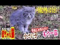 【protect the cat】生後一ヶ月程の「赤ちゃん猫」がもう一匹！この子も野良には見えない可愛い子です！😱　通いネコ 「しまちゃん」#131