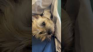 Cairn Terrier hibernates for winter