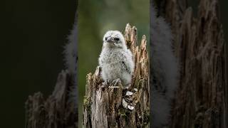 El Ave que Finge Ser un Trozo de Madera… y Ni Siquiera Construye un Nido #wildlifeshorts #aves