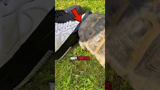 Why Do Turtles HATE Black? 😨