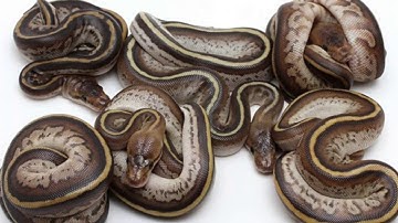 ball python epic unboxing