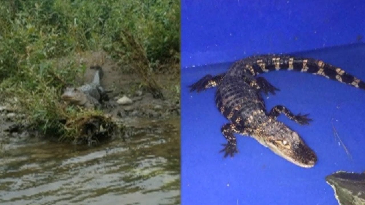 Are There Alligators In Upstate New York?