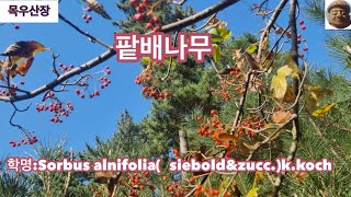 팥배나무효능*꽃말*약의효능#####