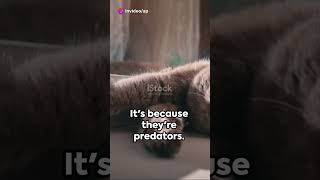 Feline Oddities: Unusual Cat Facts Unveiled 🐱🧐