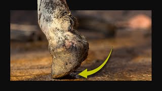 What Was Hiding Under Her Hoof?