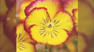 My Sweet Brother And His Family