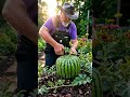 Grow a square - shape watermelon at home #art #newyork #trending #usashorts