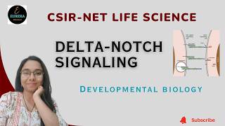 Famous Delta Notch Signaling (Juxtacrine Signaling) | Notch Signaling Pathway Wealth