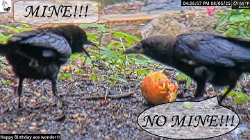 An Apple A Day, Brings the Crows Your Way