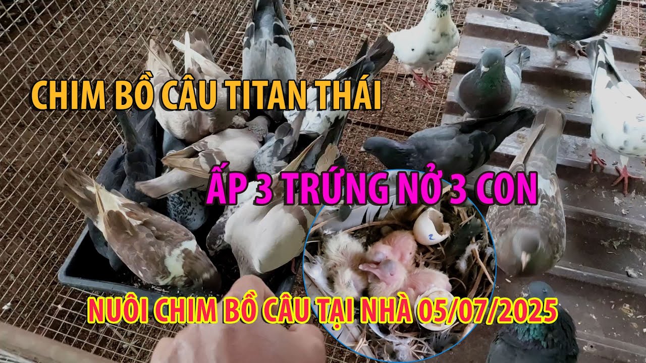 Chim bồ câu titan thái ấp 3 trứng nở đúng 3 con.. Nuôi chim bồ câu tại nhà ngày 5/7/2025