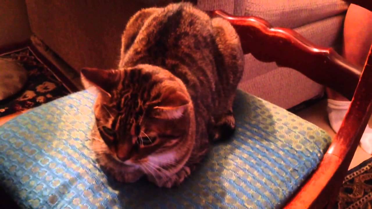 My cat decided to take my seat while I was grabbing something. I