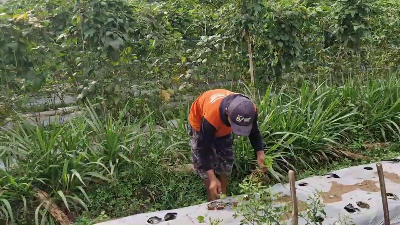 TRANSFORM YOUR CHILI HARVEST WITH THIS HIDDEN SEED TECHNIQUE! - Agriculture Gardening