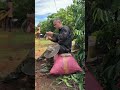 Bahagianya petani kopi saat musim panen #farming #agrikultur #automobile #teknikpertanian #nature