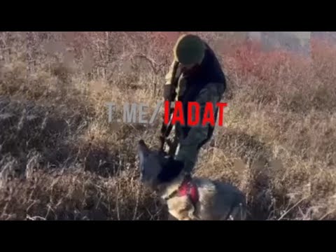 На двух стульях