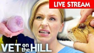 Vet On The Hill Season 5: Watch The Full Season LIVE 🔴 Full Episodes