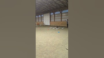 Lily training in buried containers for scent work. #blueheeler #dogtraining #scentwork