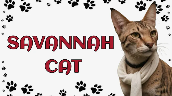 Watch the video about 🐾 Savannah Cat
