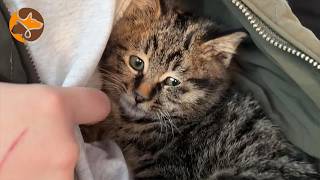 After We Rescued Him… He Immediately Hid in My Jacket