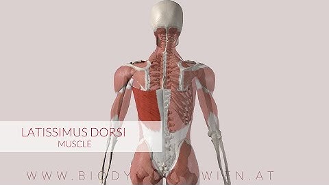 Latissimus Dorsi: Musclepath, Multiple Views (3D Animation)