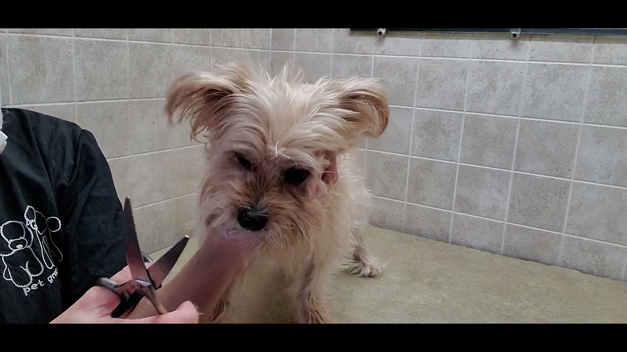 How to groom a Maltese dog breed, full groom transformation, fidgety