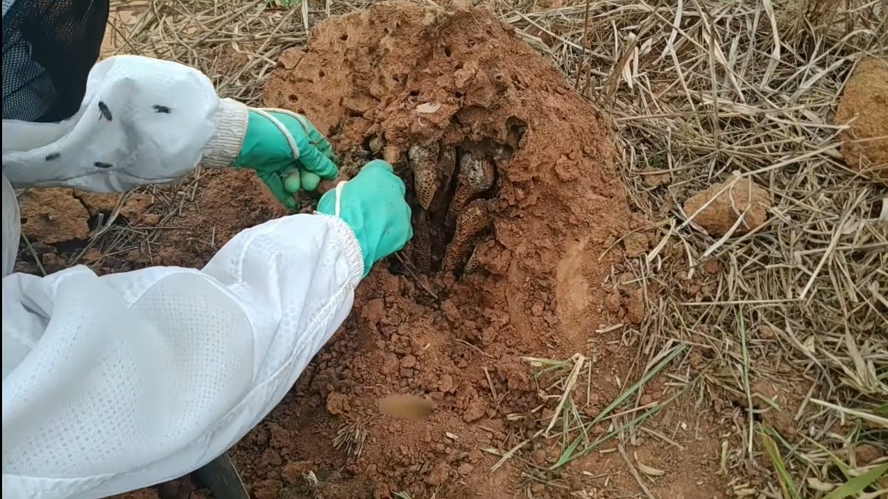 resgate de abelhas próximo a estrada Paso a Paso para iniciantes  parte 1/2 beekeeping