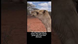 Famous Camels Are Weirder Than You Think #camels #animals #shorts Profile
