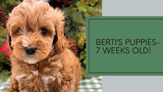 Berti's Puppies - 7 weeks old by Pine Lodge Labradoodles 69 views 5 months ago 1 minute, 45 seconds