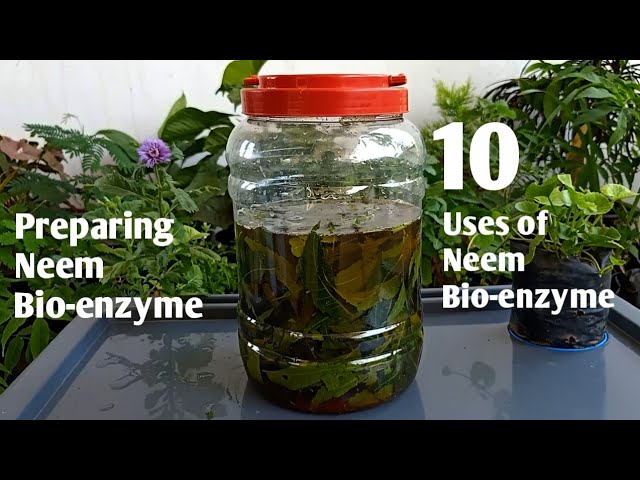 How to make Hibiscus bio-enzyme, Uses of Hibiscus Bio-enzyme
