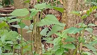 Download Lagu FULL ALBUM PANGERAN DANGDUT VALEN DA7 INDOSIAR MP3