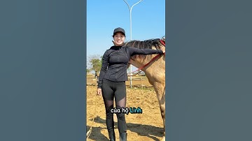 Tập ngựa cùng team Cascadeur phim Hộ Linh Tráng Sĩ #horse #equestrianjourney