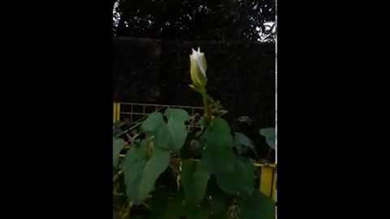 Beautiful Bud Blooming || ViralHog