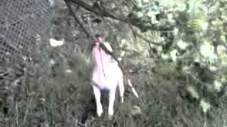 Irish Staff Attacks Tree