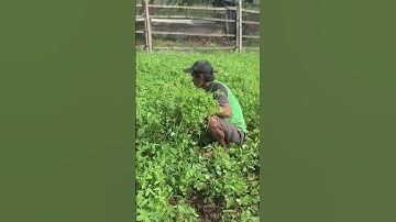 Farmers are caring for peanut plants by plugging weeds #shorts
