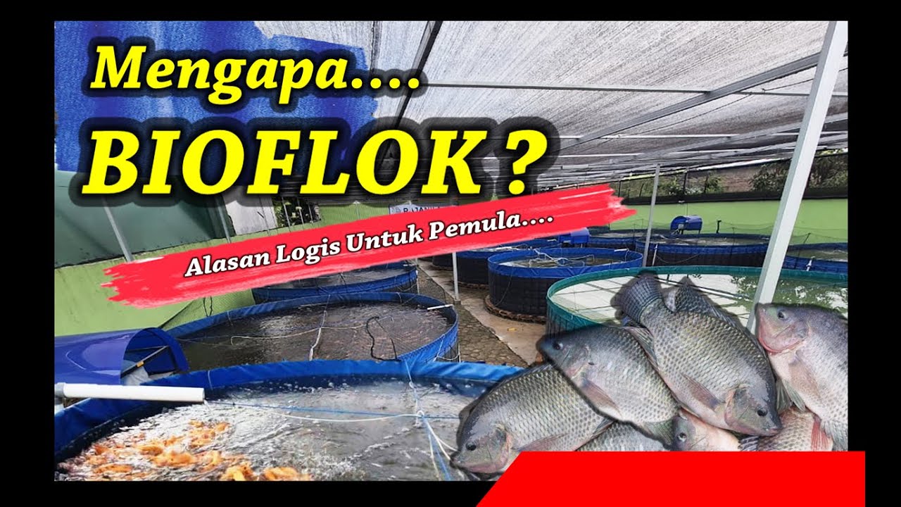 Mengapa Bioflok? Ini dia alasan saya memilih menggunakan sistem bioflok