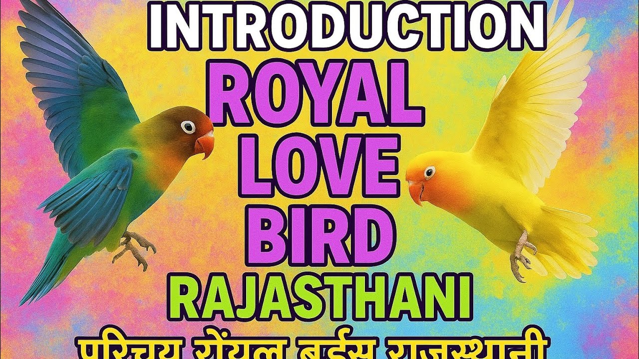 information "Royal Love Bird Rajasthani Full Video परिचय रॉयल लव बर्ड्स  राजस्थानी