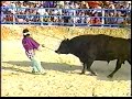第29回読谷まつり　2003年11月2日　読谷まつり闘牛大会