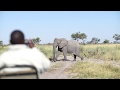 Close encounter with a pair of elephants