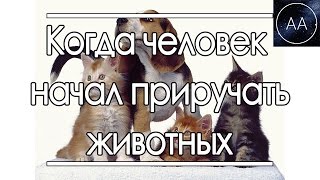 Приручение животных человеком | All About