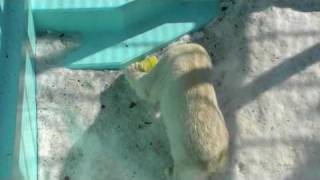 筒を投げるホッキョクグマ(イコロ&キロル)