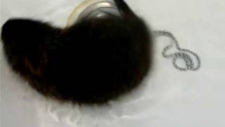 Willy Di Nuovo In Vasca - Cucciolo Di Nutria Myocastor