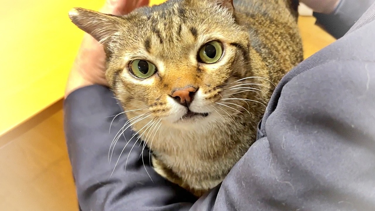 A cat who wants to be held in a suit [Former stray cat Peesuke