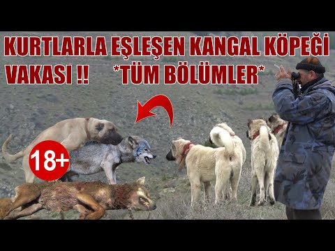 KURTLARLA GEZEN KANGAL KÖPEĞİ VAKASI ! ( TÜM BÖLÜMLER ) KURT KIZANINA GİDEN ÇOBAN KÖPEĞİ YAKALANDI