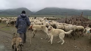 KURTLARLA GEZEN KANGAL KÖPEĞİ VAKASI ! ( TÜM BÖLÜMLER ) KURT KIZANINA GİDEN ÇOBAN KÖPEĞİ YAKALANDI