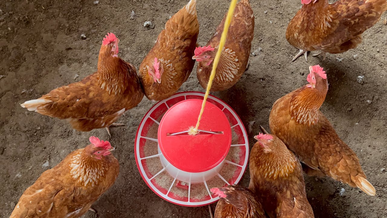 OKULUUNDA ENKOKO ZA’MAGGI MU UGANDA . #layers #poultryfarming #farming ...