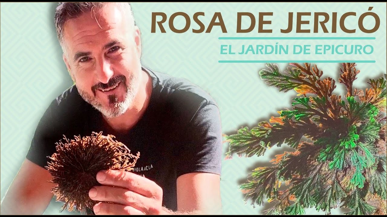 La rosa de Jericó