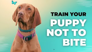 Training a Puppy Not to Bite Building a 2024 🐶FREE PDF📕 IN BIO by Animals Graph 4 views 1 month ago 2 minutes, 23 seconds