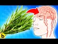 The Health Benefits of Rosemary: Pain Relief, Improved Circulation, and More